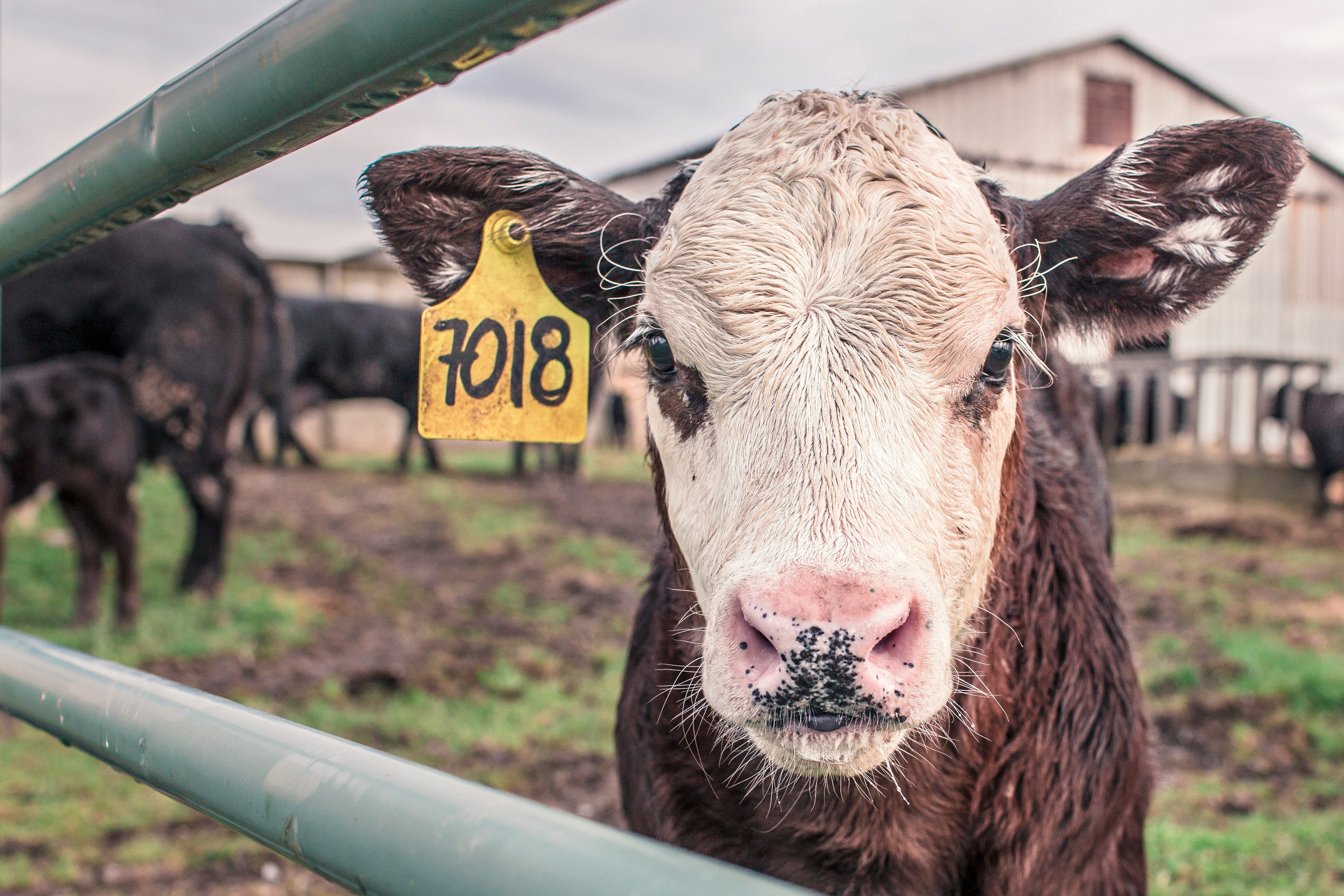 Cow with ear tag